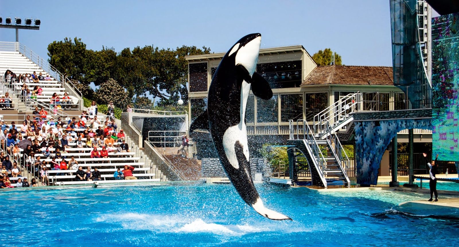 Orca Jumping out the Water